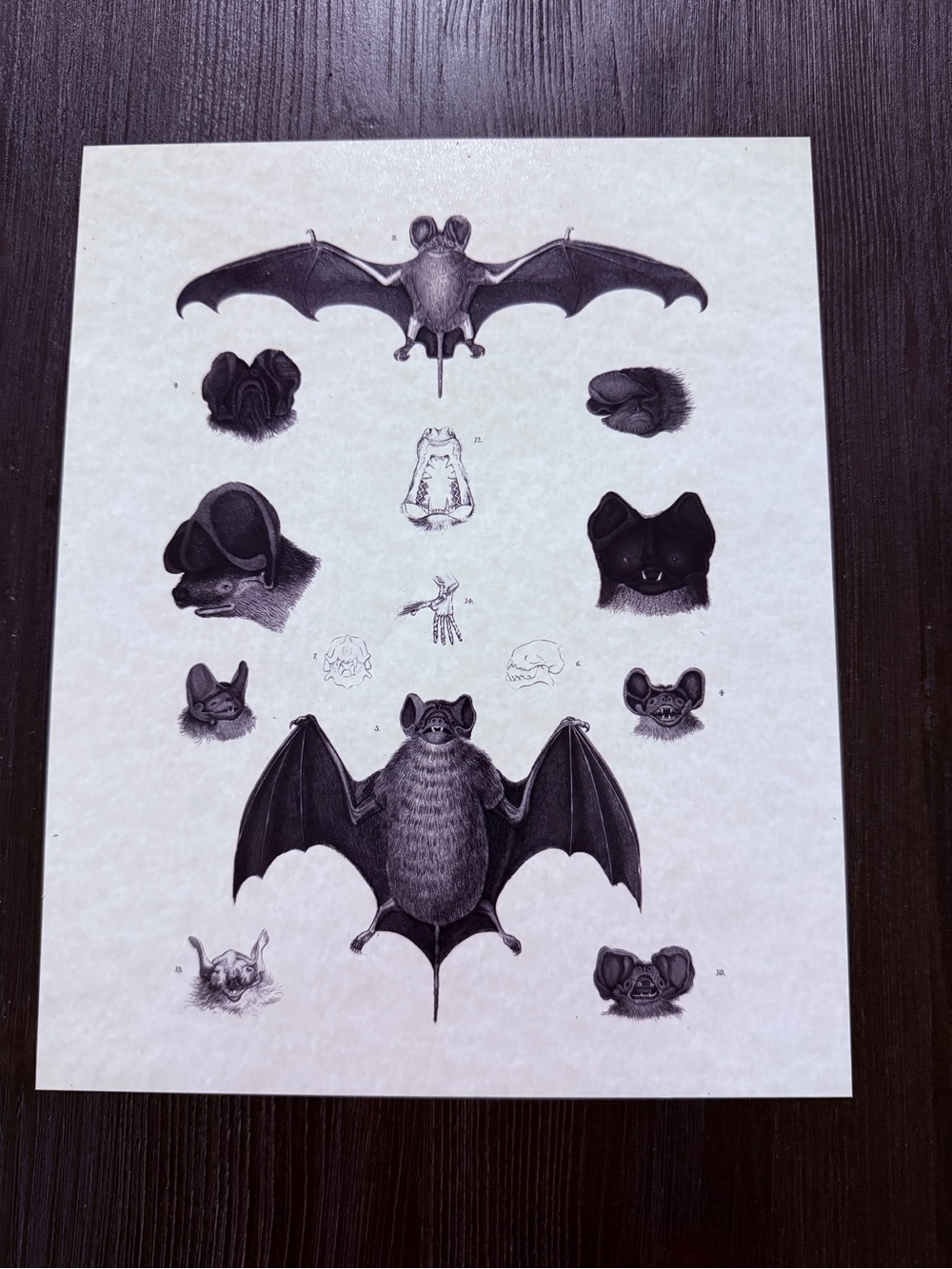 🦇 Vintage Bat Print Set — Set of 3! 🦇